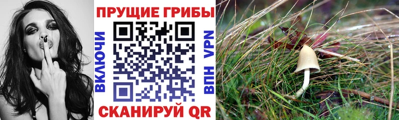 Галлюциногенные грибы прущие грибы  Купить закладки  Звенигород 